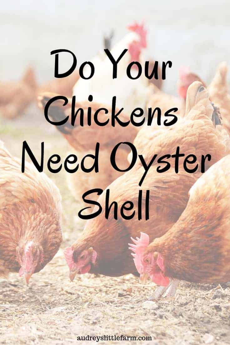 3 Reasons For Feeding Chickens Oyster Shells Audrey S Little Farm