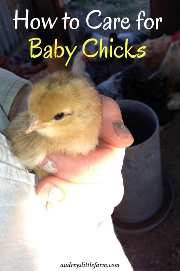 How to Care for Baby Chicks - Audrey's Little Farm - How To Take Care Of Baby Chicks During Molting