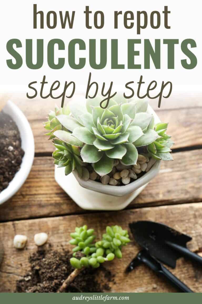 How to Replant Succulents Successfully - Audrey's Little Farm