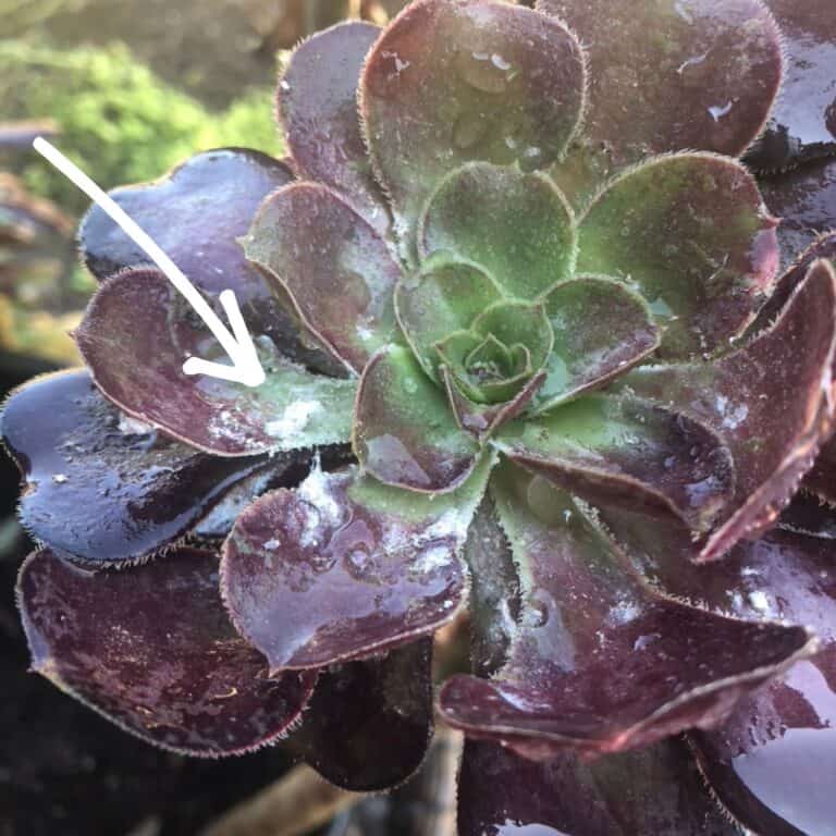 How to Replant Succulents Successfully - Audrey's Little Farm