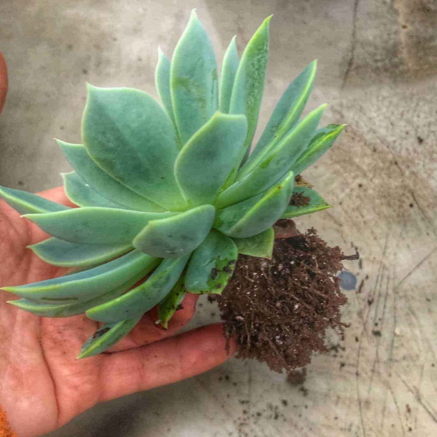 How To Replant Succulents Successfully Audrey s Little Farm
