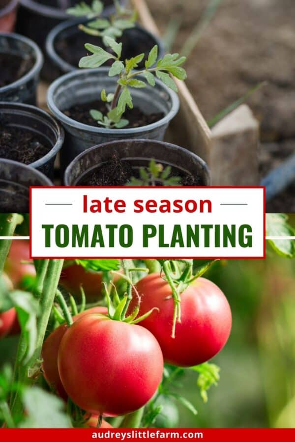 5 Tips for Late Season Tomato Planting Audrey's Little Farm