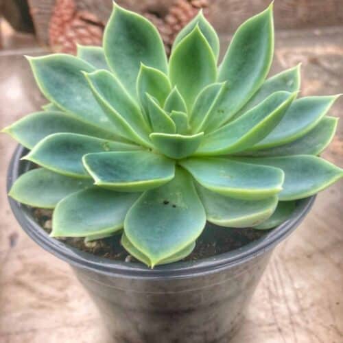 How to Replant Succulents Successfully - Audrey's Little Farm