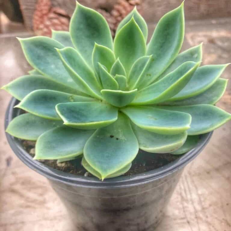 How to Replant Succulents Successfully - Audrey's Little Farm
