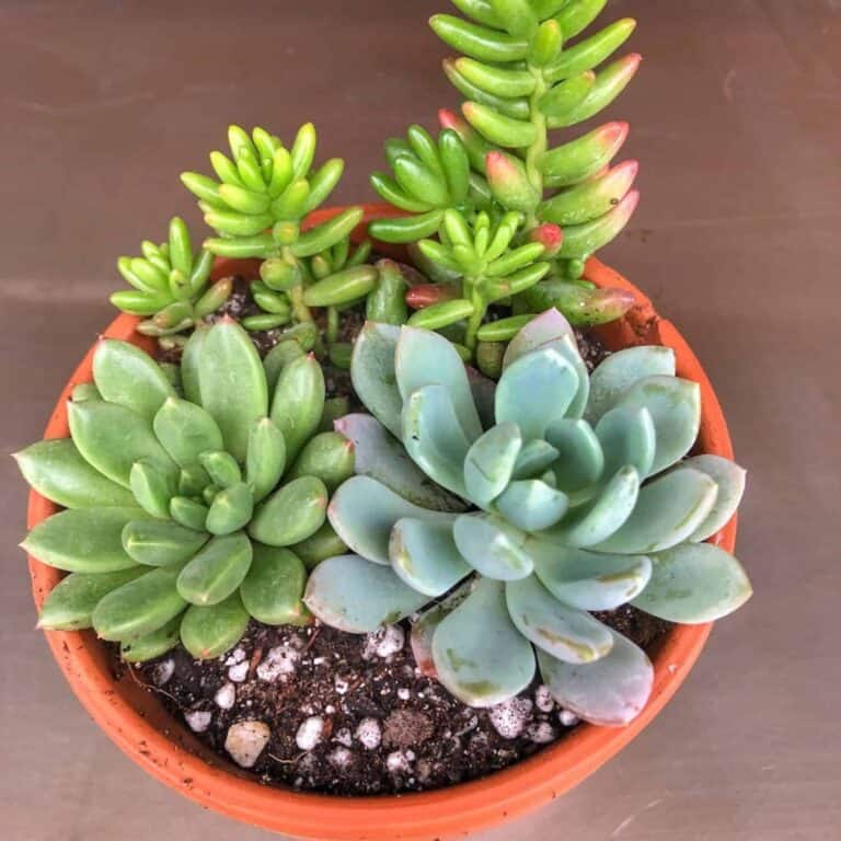 How to Replant Succulents Successfully - Audrey's Little Farm