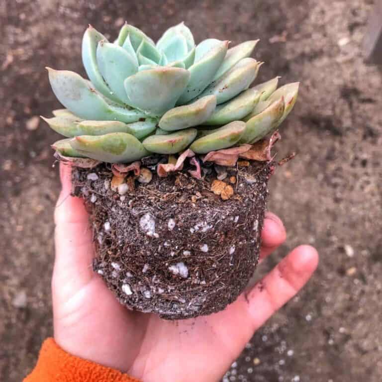 How to Replant Succulents Successfully - Audrey's Little Farm