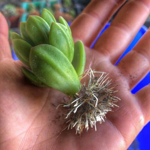 How to Replant Succulents Successfully - Audrey's Little Farm