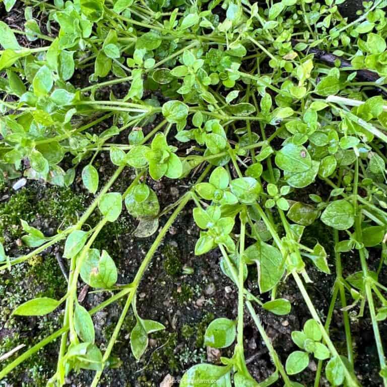 How to Build Healthy Soil with Regenerative Gardening: A Complete Guide ...